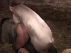 Filling a fucking pussy old barn slut with a big boar pervert